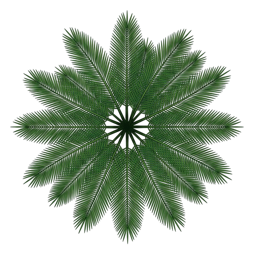 Palm Tree